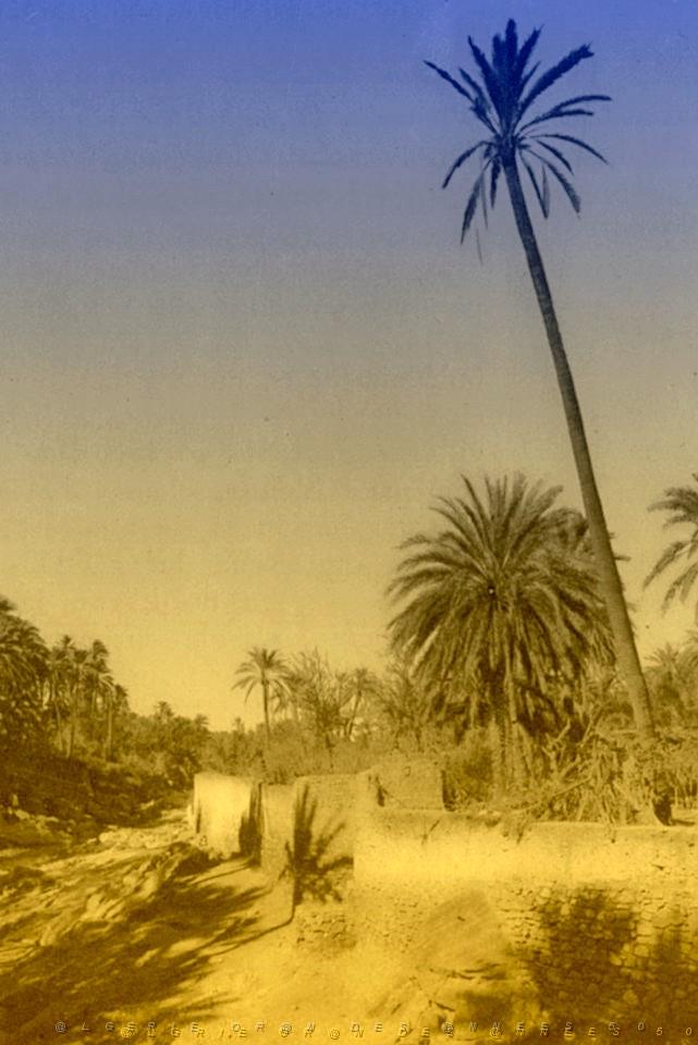 OASIS ET LE M ZAB 00010 BOU SAADA BORDS DE L  OUED.jpg